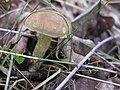 Boletus subtomentosus