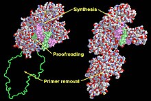 PolymeraseDomains.jpg