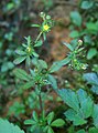 Potentilla sundaica