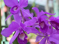 Bíbor orchidea Costa Ricán