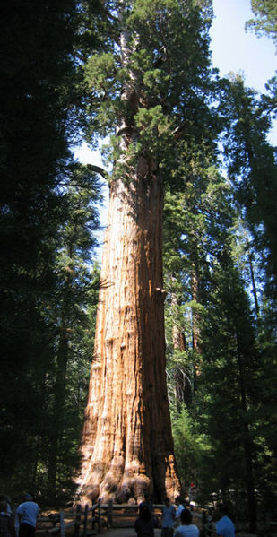 General Sherman adalah nama pohon yang termasuk dalam kelompok Giant Sequoia (Sequoiadendron Giganteum). Pohon ini merupakan pohon terbesar