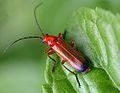 Skėtinis minkštavabalis (Rhagonycha fulva)