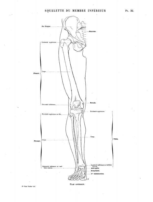 SQUELETTE DU MEMBRE INFÉRIEUR Pl. 32