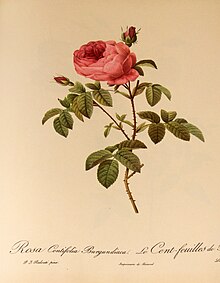 Rosa Centifolia Burgundiaca 001.JPG