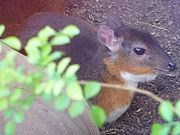 Small brown bovid behind foliage