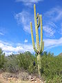 Saguaro with nest holes