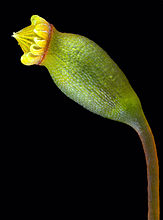 Sematophyllum demissum