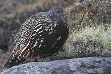 Snow Partridge Tungnath Uttarakhand India 01.12.2015.jpg