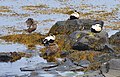 Common eider (Iceland)