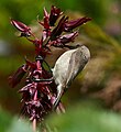 Sunbird (Cinnyris chalybeus) on honey flower