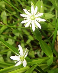 花弁は5個、萼片と同じ長さかまたはやや長く、深く2裂するので10個にみえる。