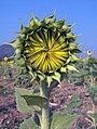 2. La flor está aún cubierta, pero de cara al sol