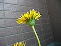 Miniatura para Taraxacum japonicum