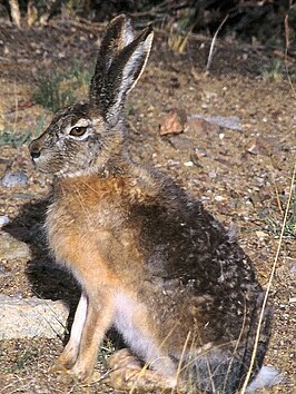 Lepus tibetanus