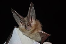 Townsends big-eared bat (6009182505).jpg