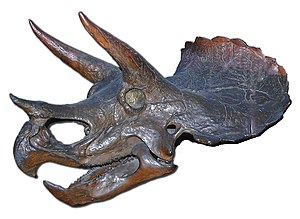 최대의 각룡인 트리케라톱스 두개골.