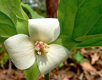 T. cernuum does not grow in NC