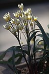 Tulipa bifloriformis