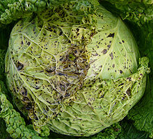 Turnip yellow mosaic virus 2.jpg