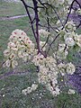 'Vegeta' samarae, showing seed close to notch