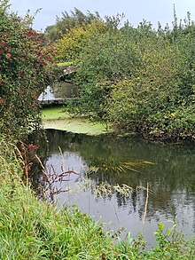 The river and bridge are surrounded by shrubs and green algae grows under the arch of the bridge.