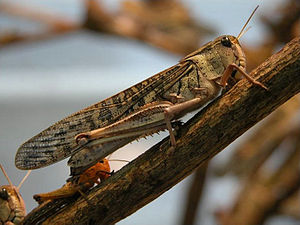 Female migratory locust