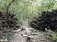 This is a horizontal photo of one of the trails at Wissahickon Creek. A tree had fallen down but there was a path made in between the cut tree.