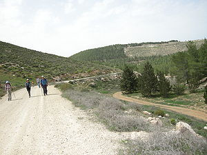 יער יתיר. מחטניים