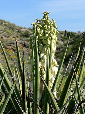 Yucca schidigera em floração