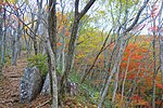 花塚山の紅葉