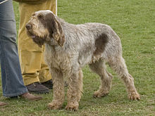 05042363 Spinone braun.jpg