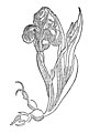 Kapitel 195. Gladiolus – slotten krut oder geel swertel