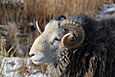 Herdwick-Schafbock mit dem typischen ramsnasigen Profil