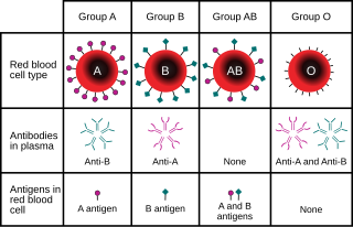 In the ABO blood group system, a person with Type A blood displays A-antigens and may have a genotype I I or I i. A person with Type B blood displays B-antigens and may have the genotype I I or I i. A person with Type AB blood displays both A- and B-antigens and has the genotype I I and a person with Type O blood, displaying neither antigen, has the genotype ii. ABO blood type.svg