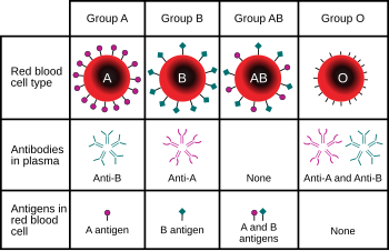 Diagram of ABO blood groups and the IgM antibo...