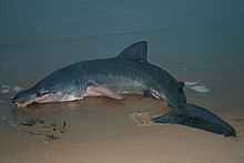 Photo of shark in profile, showing split tail, and five dark bands that encircle the body between the head and pectoral bands