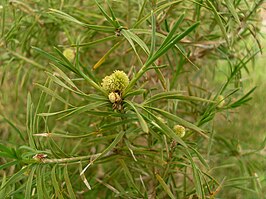 Acanthocarpus preissii