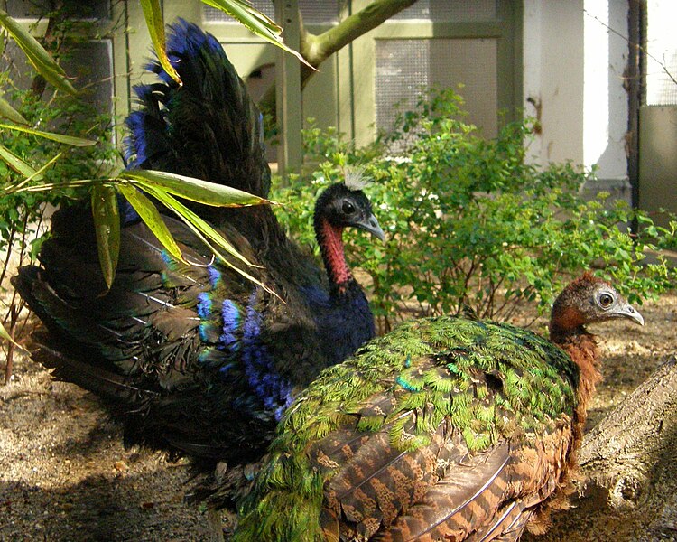 750px-Afropavo_congensis_-Antwerp_Zoo_-pair-8a.jpg