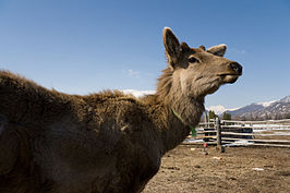 Siberische wapiti