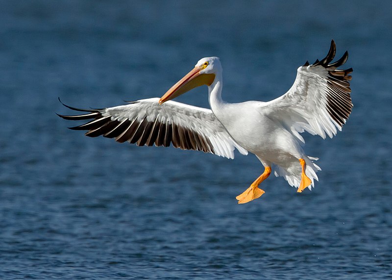 File:American White Pelican.jpg