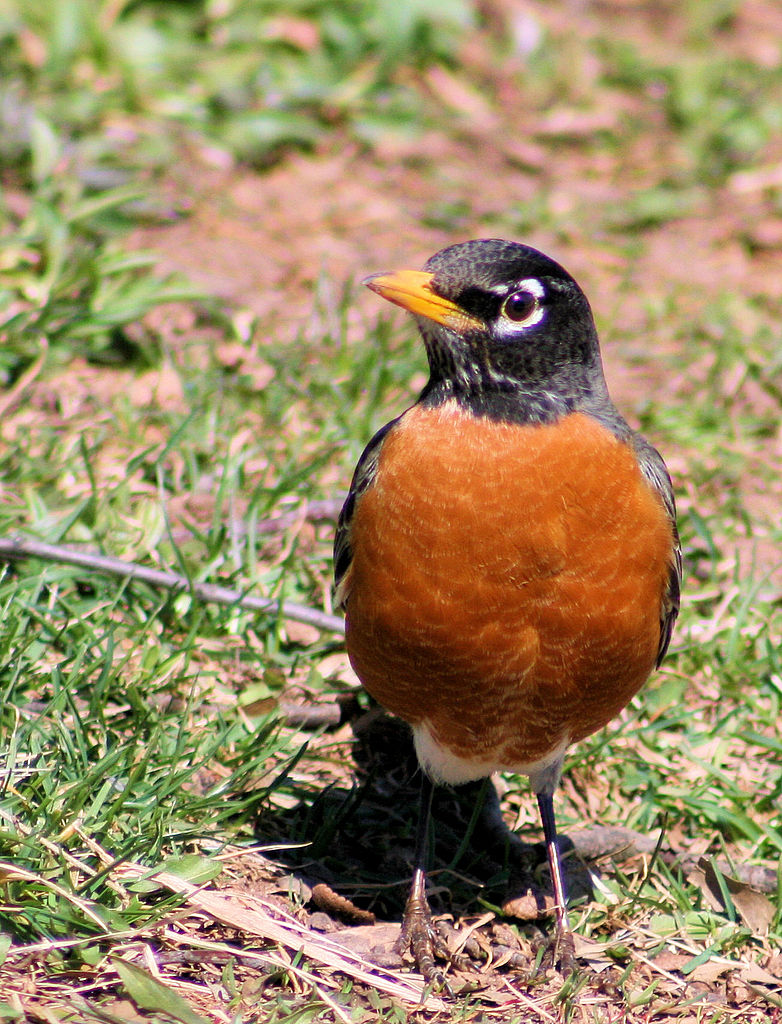 782px-American_robin.jpg