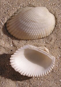 Anadara kagoshimensis shell.jpg