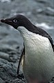 Antarctic, adelie penguin (js) 56.jpg