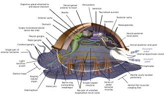 Generalized or hypothetical ancestral mollusc Archimollusc-en.svg