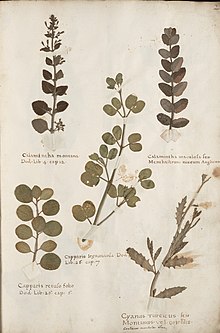 Herbarium book which dates from 1633. Made by the Flemish Bernardus Wynhouts. Archive-ugent-be-500C7CB6-DFDB-11E5-9D50-9943D43445F2 DS-266 (cropped).jpg