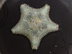 Asterina gibbosa