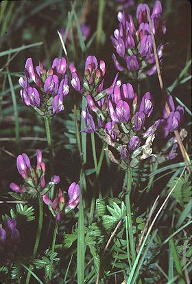 Dansk Astragel (Astragalus danicus).