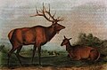 Cervus canadensis orientalis