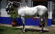 State Horse of Mexico