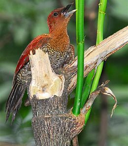 Burung Belatuk Merah - Wikipedia Bahasa Melayu, ensiklo